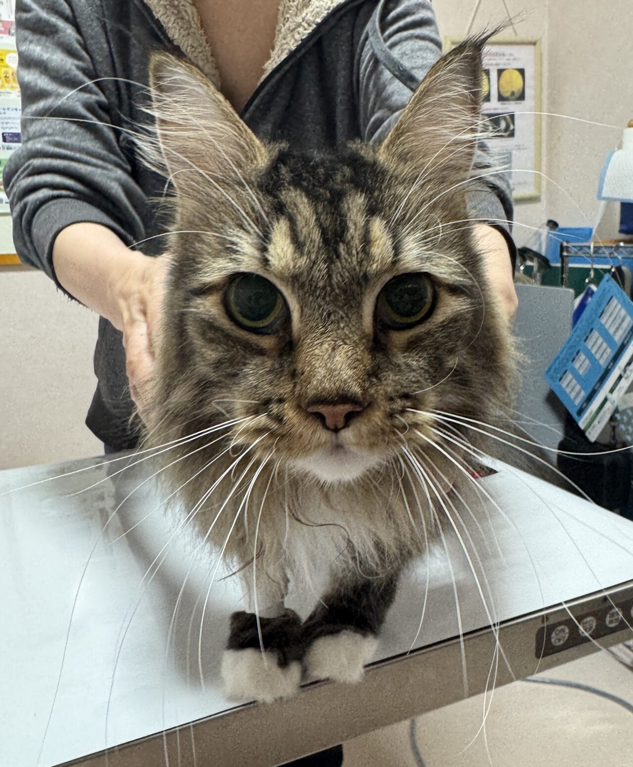 肺腺癌と腹腔鏡、そして肥満細胞腫 | 山県市高富の犬・猫の動物病院